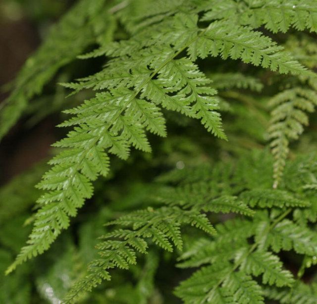 Davallia Canariensis